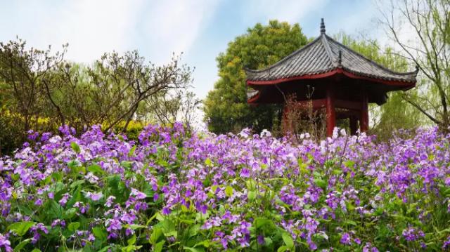Dongxihu Tulip Theme Park
