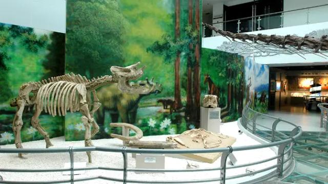 China University of Geosciences Museum