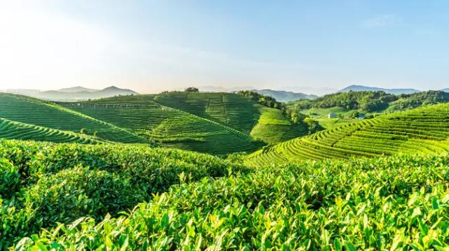 Hangzhou Longwu Tea Village