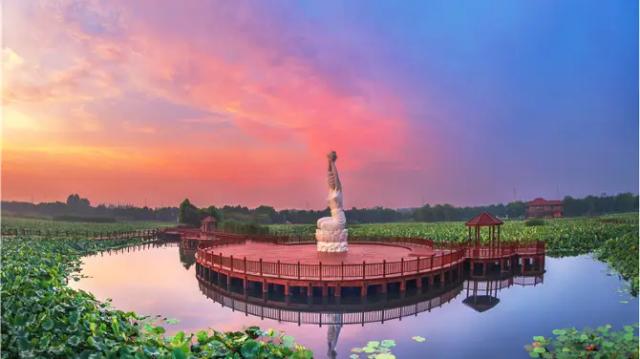 Lotus Pond in Moonlight Wetland Park