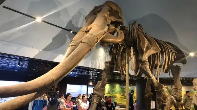 The Paleozoological Museum of China